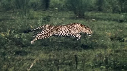 Леопард ранил трех работников плантации в Индии