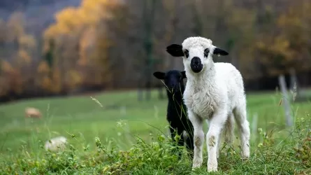 SOC станет ключом к восстановлению пастбищ в Казахстане 