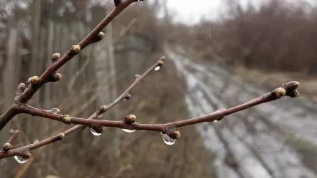 Какая погода ждет Астану, Алматы и Шымкент в ближайшие дни 