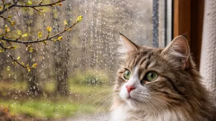 Сильные дожди с градом обрушатся на РК, а где-то будет метель 