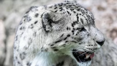 Снежный барс в фотоловушке: уникальный случай в "Алтын-Эмеле"