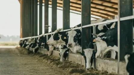 Инвестиционный агропроект на 610 млн тенге оказался на грани срыва