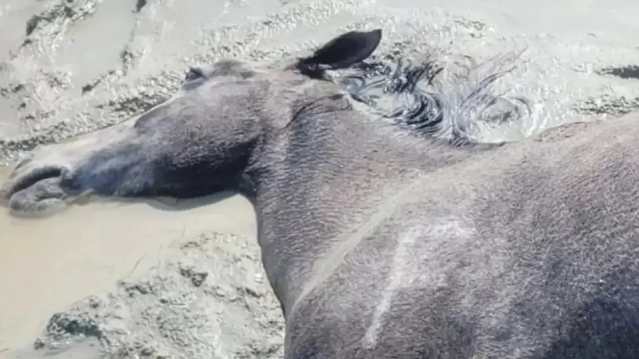 О массовой гибели скота после ливней сообщают сельчане в Мангистау 