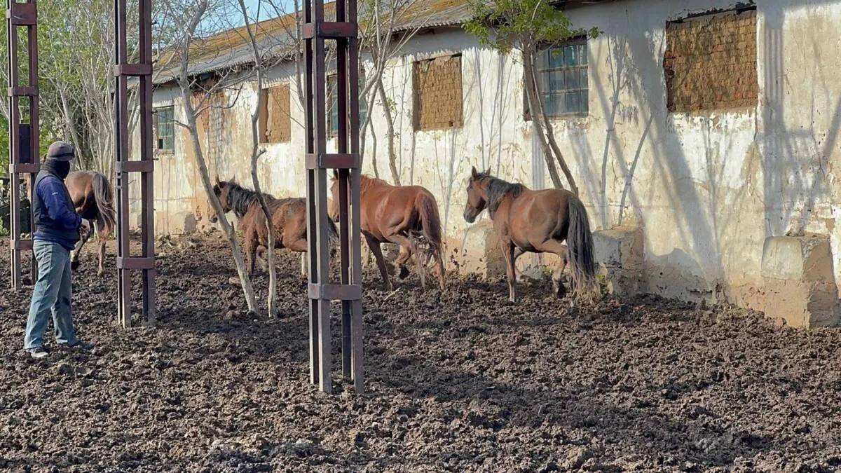 Қостанайлық полицейлер жоғалған жылқыларды дрон арқылы тапты
