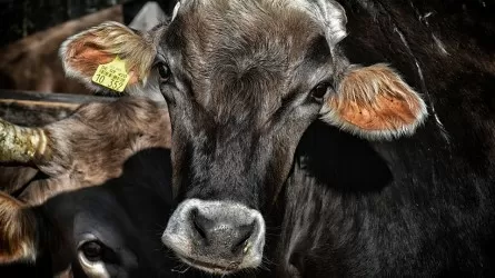 Казахстан признали страной, свободной от ящура  