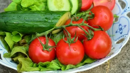 Теплицы Казахстана бьют рекорды по урожаю 