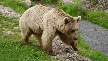Тянь-Шаньский бурый медведь замечен в ущелье Аттапкан  