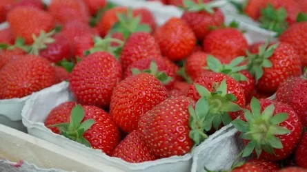 Вкуснее не бывает: садовод раскрыл главный секрет выбора идеальной клубники 