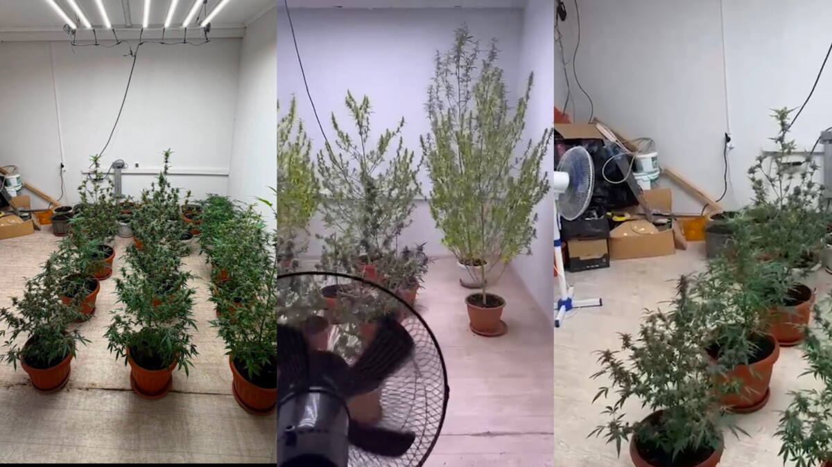 Алматыда жасырын есірткі плантациясы анықталды
