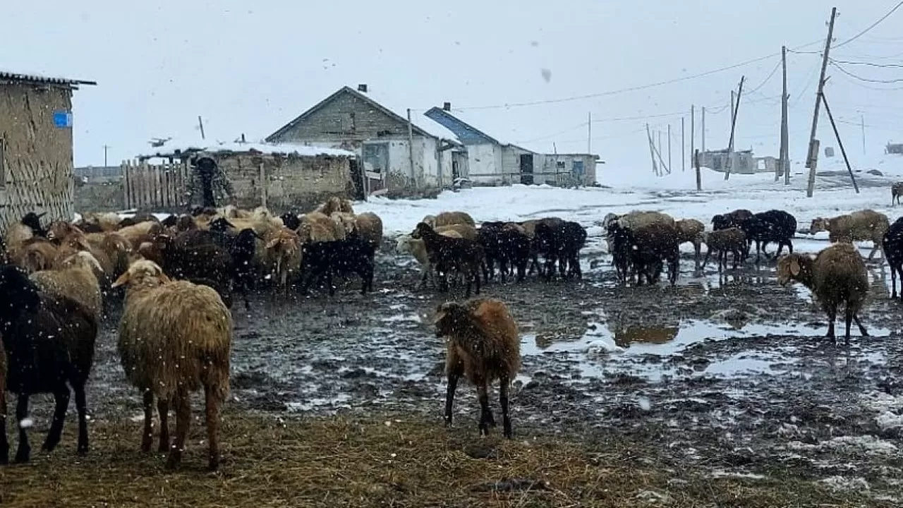 Июньские снегопады привели к падежу скота в соседней стране