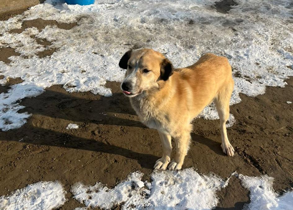 Қызылорда облысында тәркіленген иттер аукционда сатылды