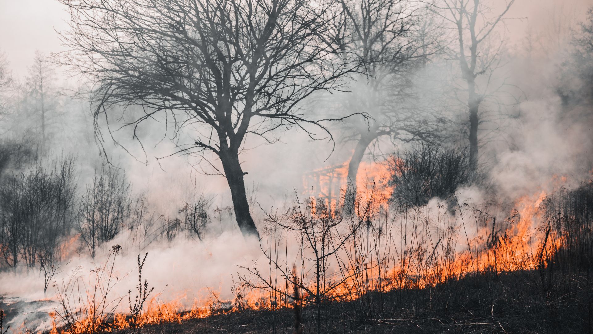 Қазақстанда бір күнде 3 орман өрті тіркелді