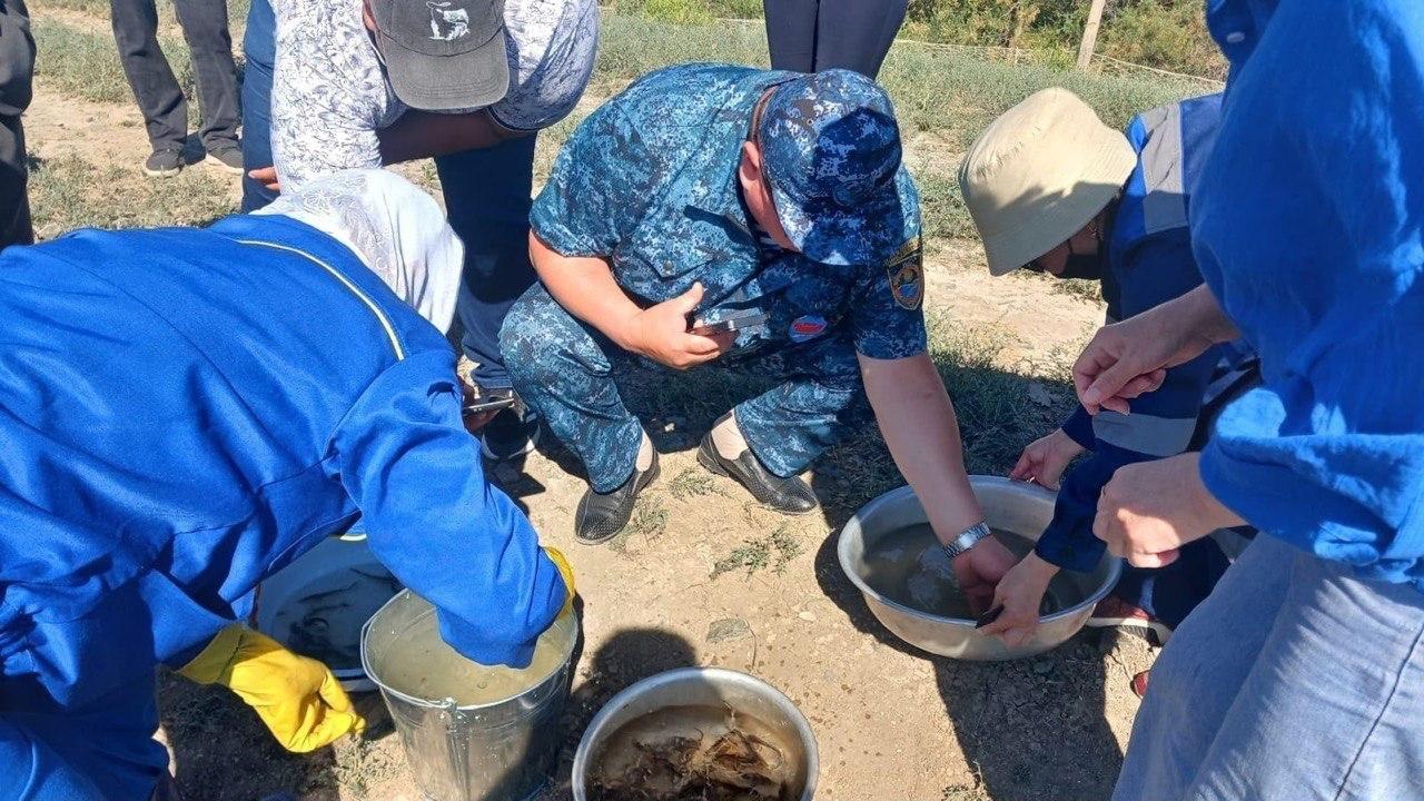 В реку Урал выпустили более миллиона молодых осетров  