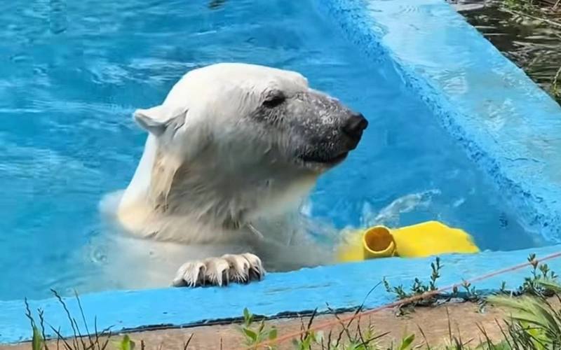 Алматы зообағындағы ақ аюдың жағдайы жұртты алаңдатты