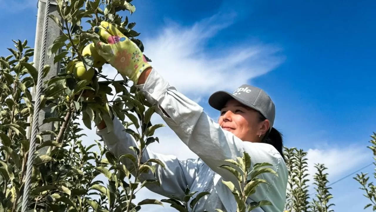 Аграрии Алматинской области поставляют продукцию уже в 50 стран мира 