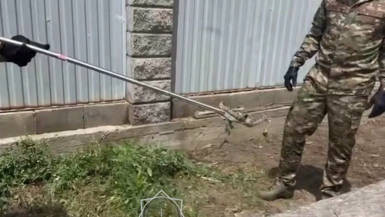 Змея проникла в частный дом в Алматинской области