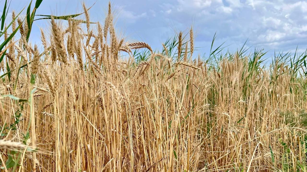 Отырарда бидай ору науқаны басталды