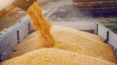 В Казахстане прогнозируют снижение урожая зерновых на 15-20% 