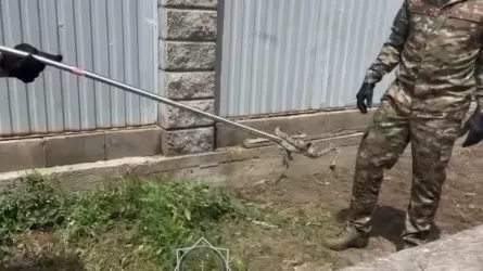 Змея проникла в частный дом в Алматинской области