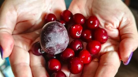  Опасные продукты пытались ввезти в Казахстан из соседней страны