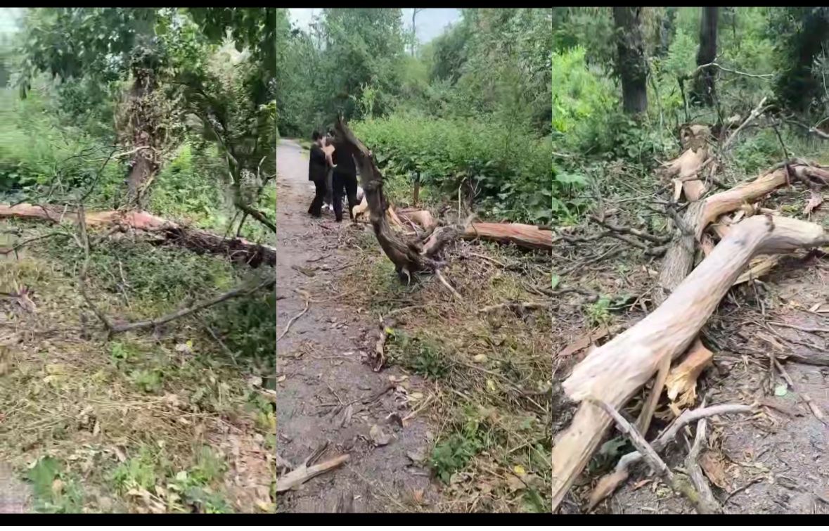 &laquo;7 күннен бері ес-түссіз жатыр&raquo;: Баум тоғайында үстіне ағаш құлап кеткен қыздың жағдайы белгілі болды