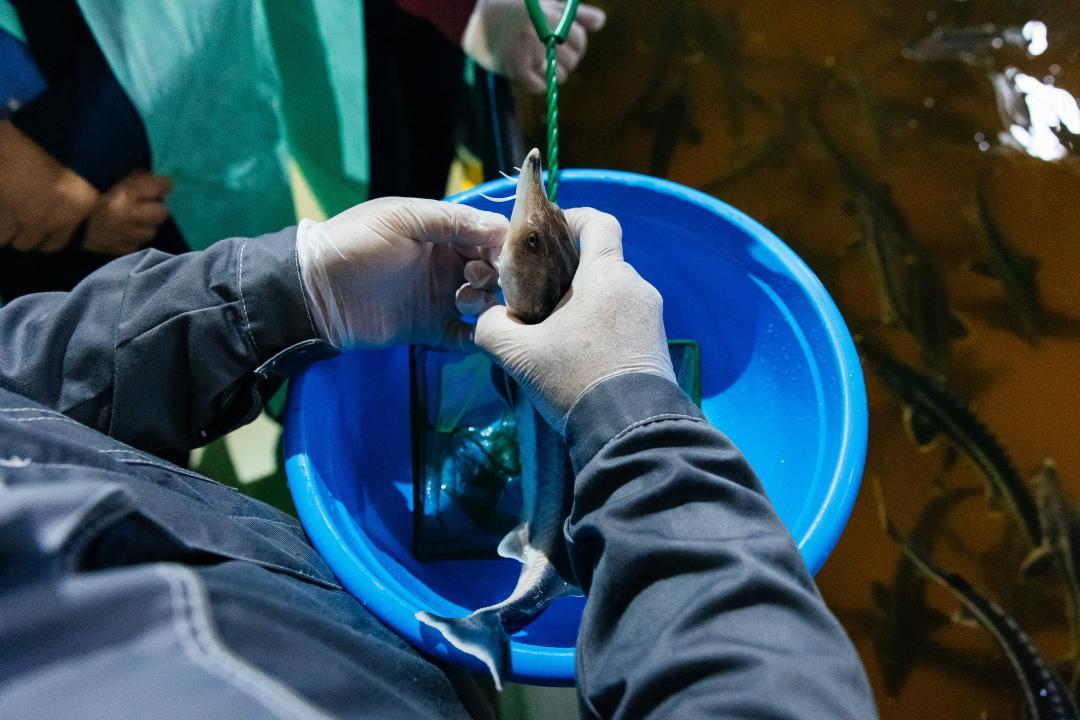 84% выловленной рыбы из Атырауской области отправили на экспорт  