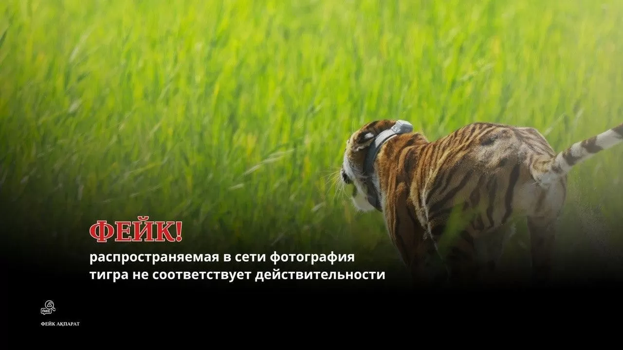 Казахстанцев предупредили о фейке с тигром 