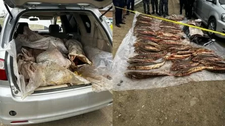 Атырауда 277 келі бекіре балығын заңсыз тасымалдаған күдіктілер ұсталды