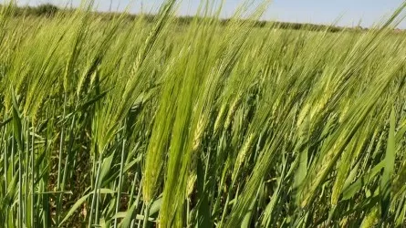 Казахстанские ученые вывели новый сорт ячменя &laquo;Батырхан&raquo; 