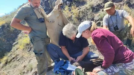 В Чарынском парке впервые окольцевали и установили трекер редчайшей птице