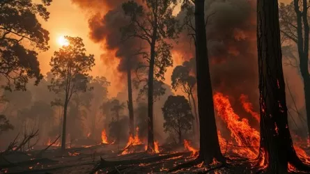 375 подозреваемых в поджогах леса задержали во Франции с начала лета