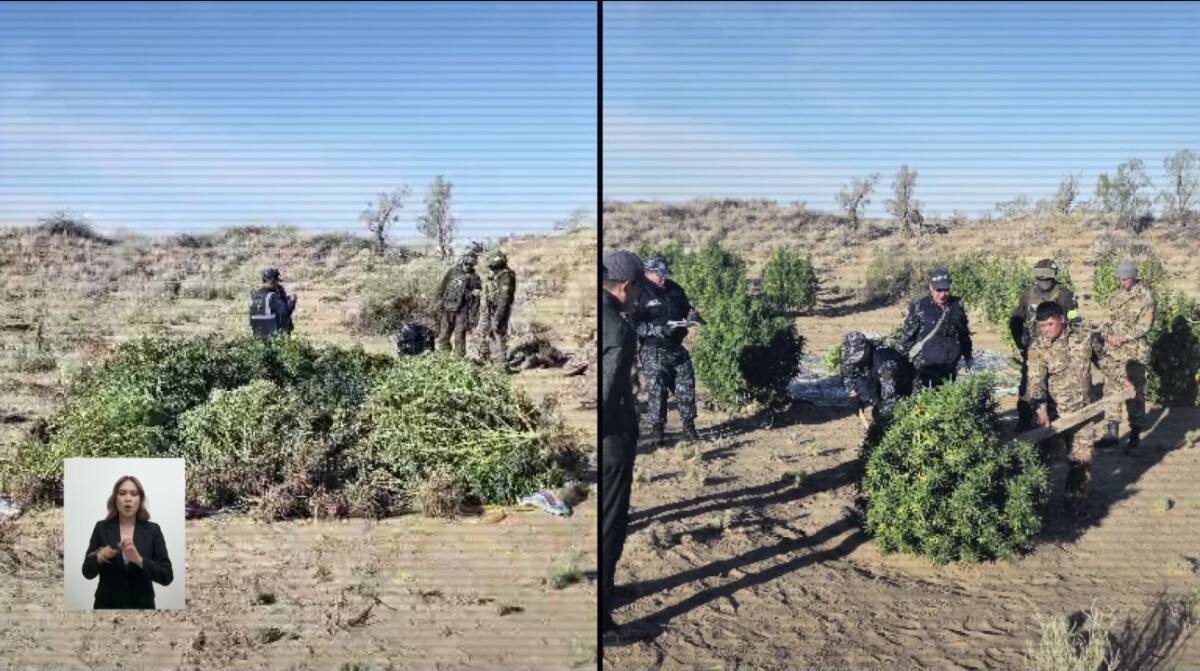 Жамбыл облысында заманауи суару жүйесімен жабдықталған есірткі плантациясы анықталды