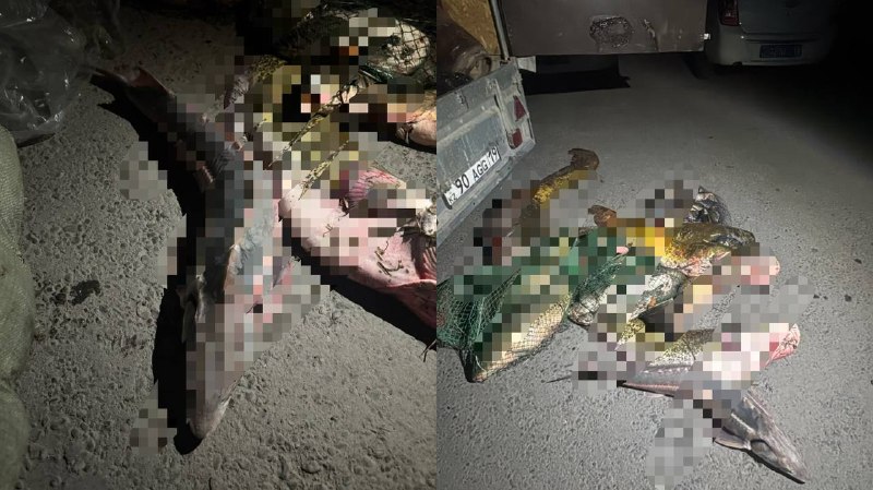 &laquo;Бекіре де бар&raquo;: Жетісуда заңсыз ауланған 127 келі балық тәркіленді