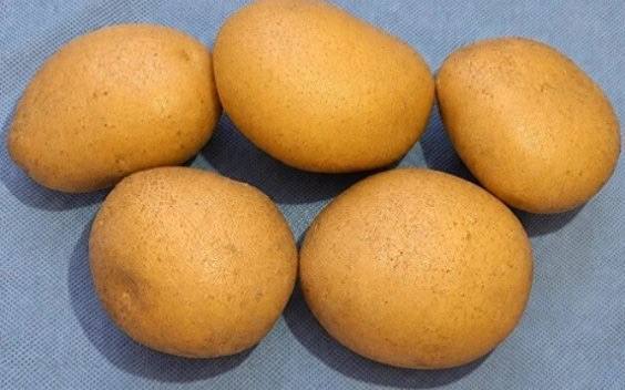 Картофель по-казахстански: ученые вывели новый сорт для местного климата  