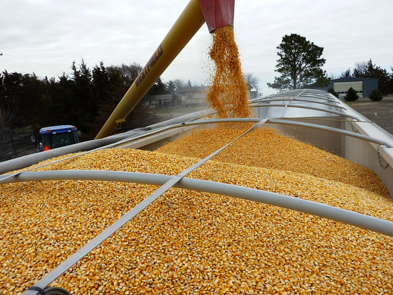 Продкорпорация в январе-ноябре экспортировала свыше 400 тыс. тонн зерновых и масличных культур 
