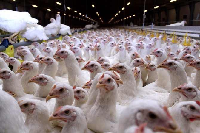 Казахстан отменил ограничения на поставки продукции двух российских птицефабрик 