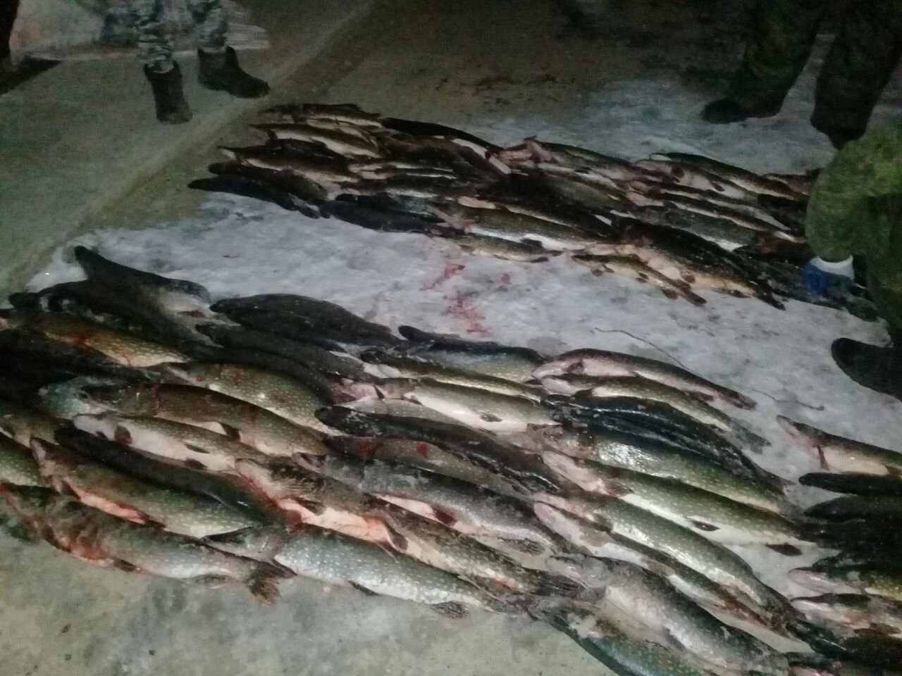 В Атырауской области местные жители незаконно выловили свыше центнера рыбы 