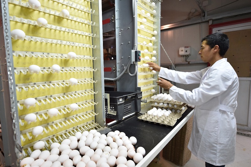 Боле 16 млн яиц в год производится на птицефабрике в Кентау