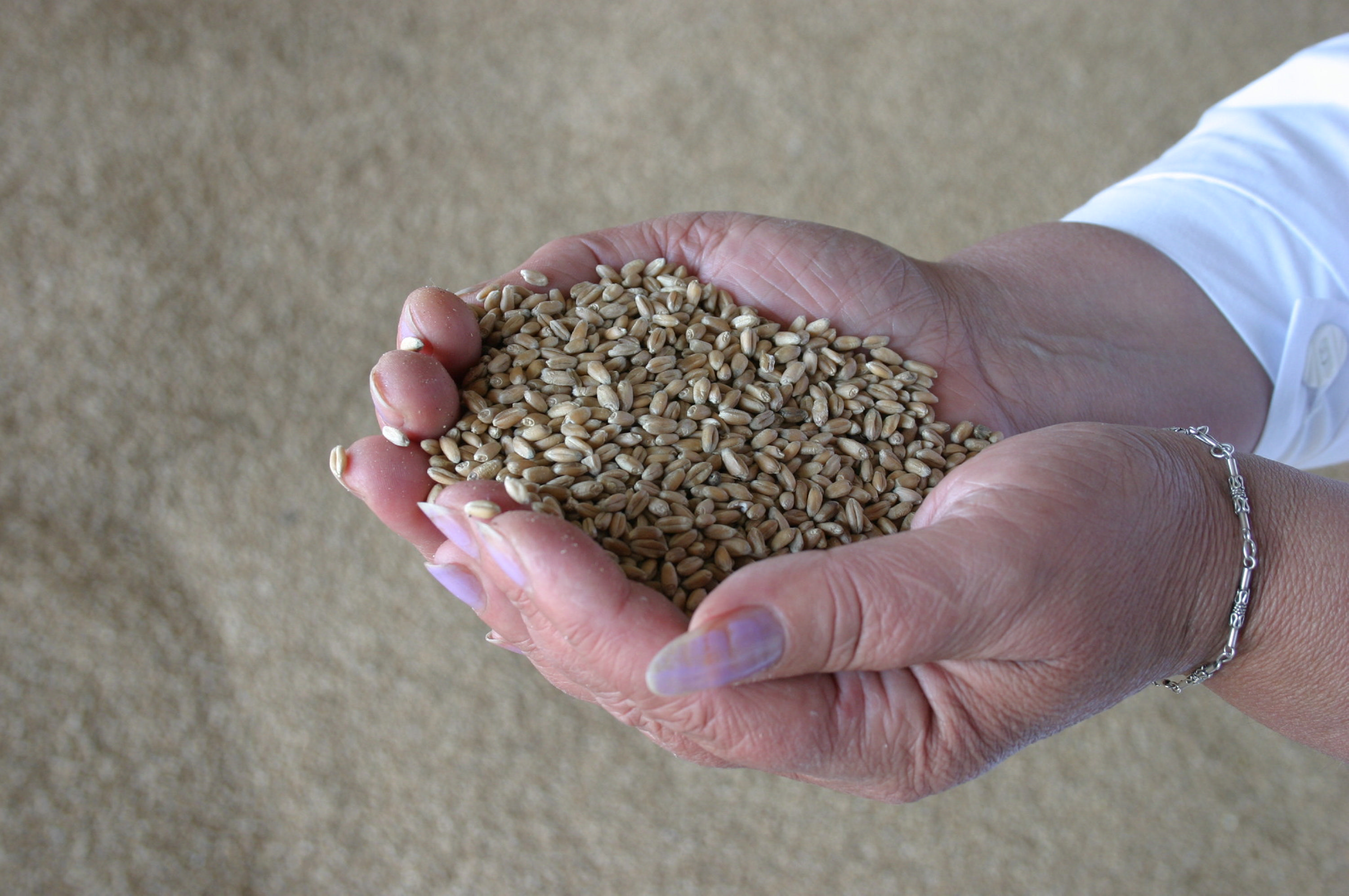 "Ак Бидай – Терминал" увеличил перевалку зерновых на 9,6%  
