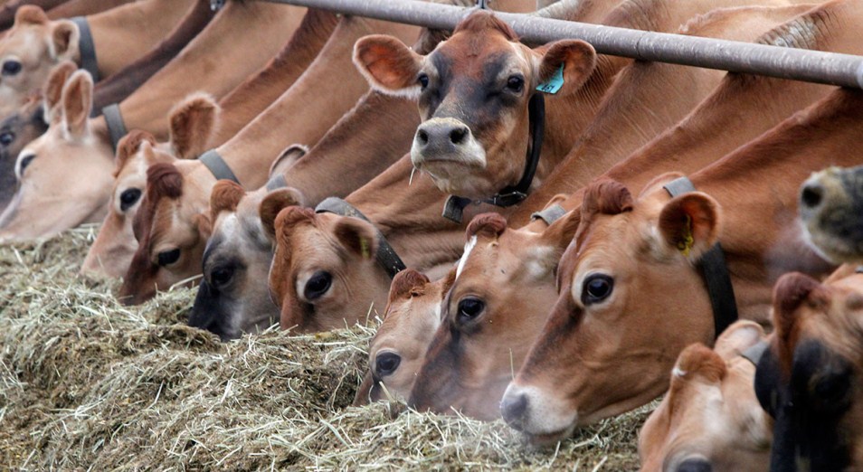 Треть завезенного в Казахстан импортного скота гибнет – эксперт