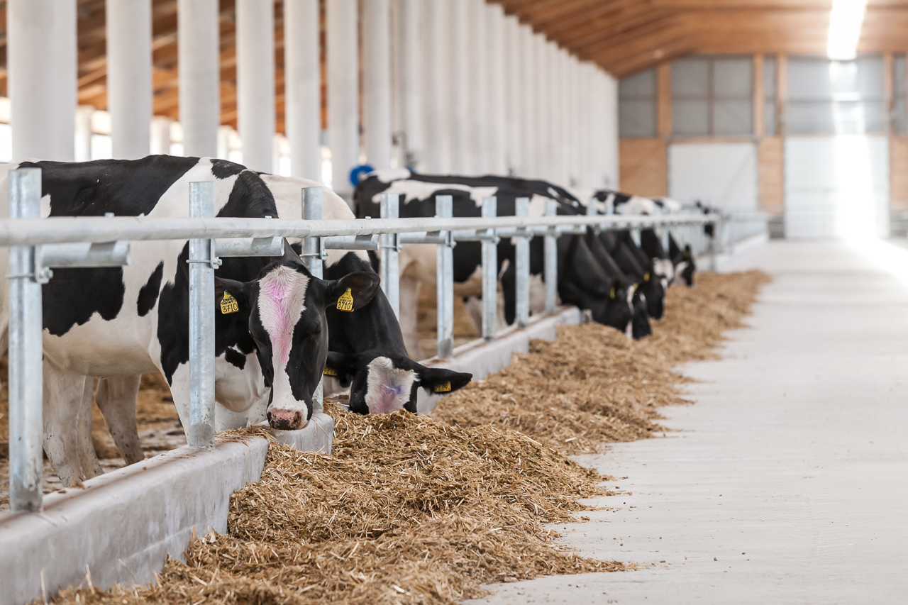 Современную молочно-товарную ферму открыли в Семее