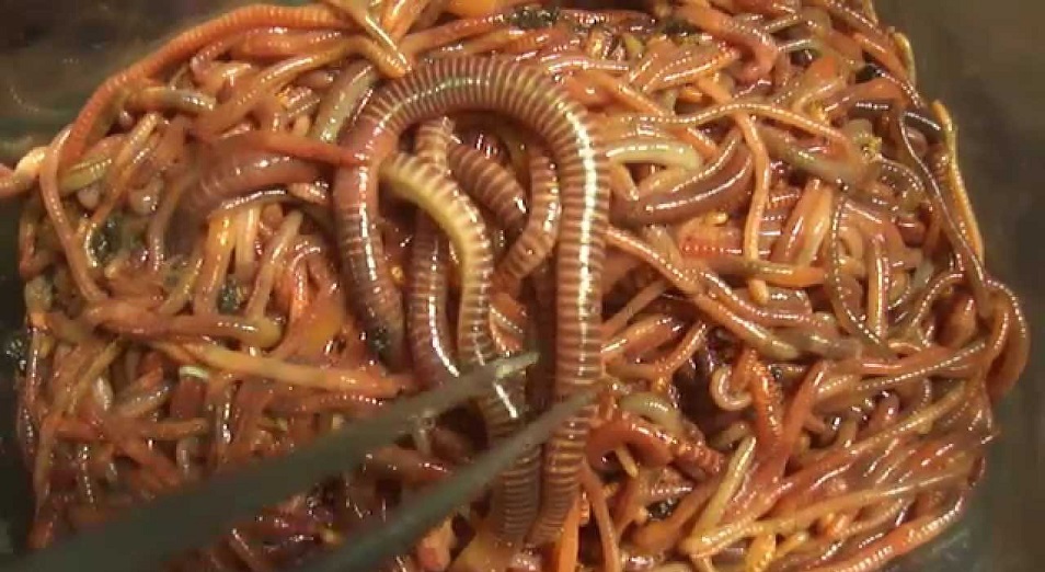 В Павлодаре разводят американских червей