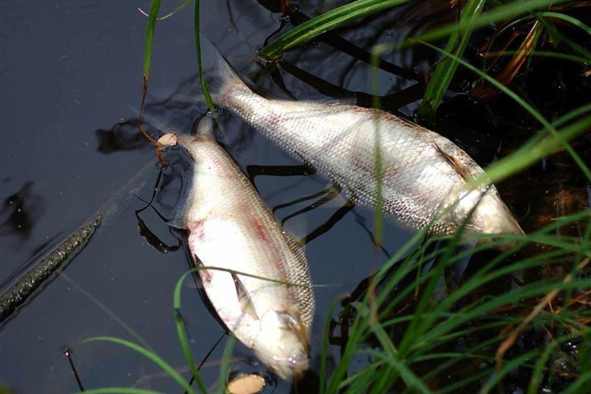 В реке Урал собрали пять тысяч тонн погибшей рыбы