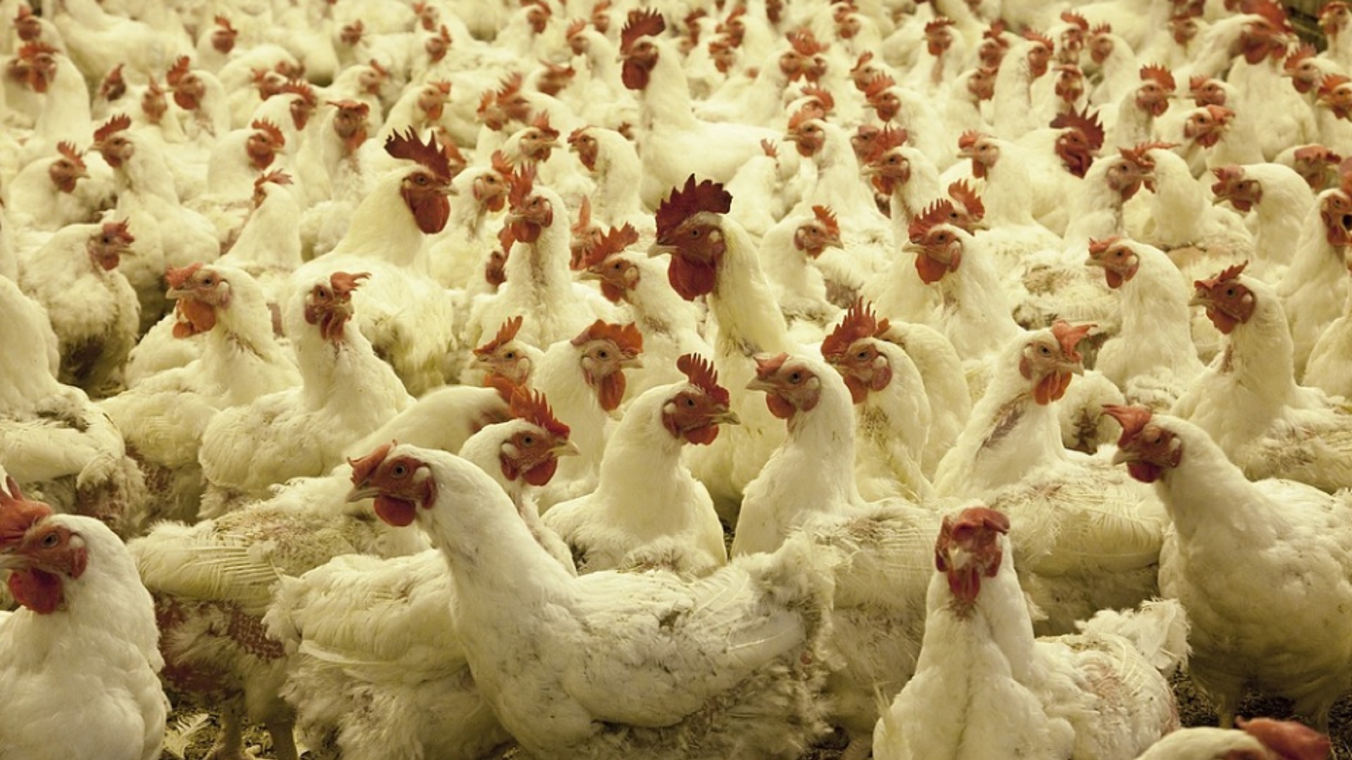 Aitas KZ запустила первую очередь птицефабрики стоимостью 33,5 млрд тенге близ Астаны