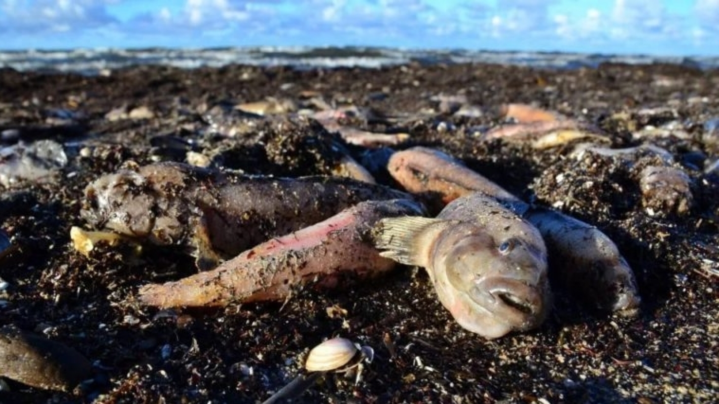 Стала известна причина гибели почти двух тонн рыбы в водоеме Алматинской области 