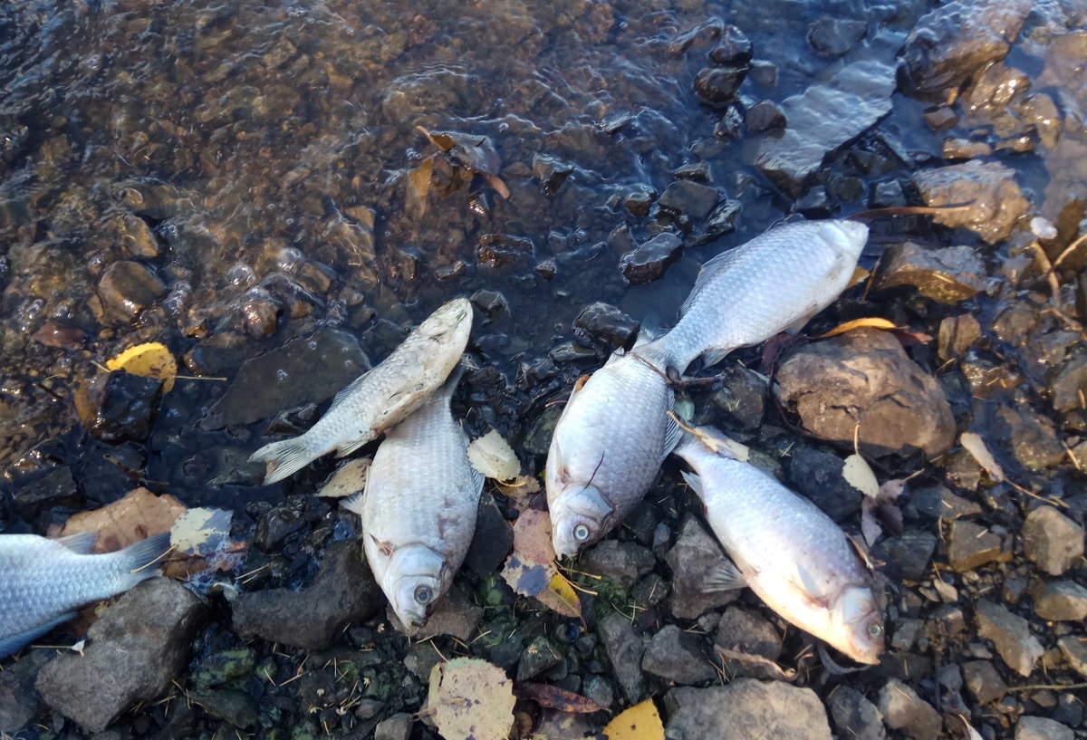 Прокуратура расследует гибель рыбы в Атырау 