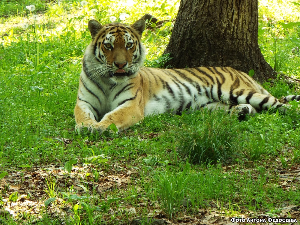 В Алматинский зоопарк отказались передавать тигрицу Тайгу 
