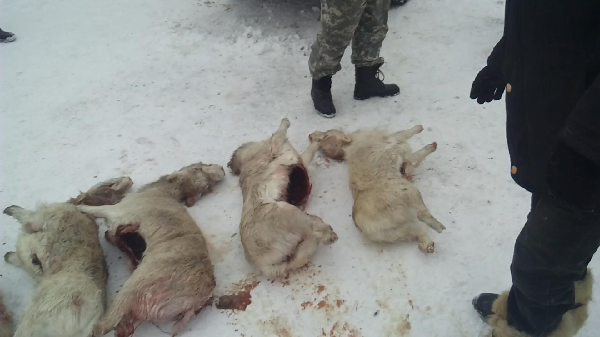 В заповеднике в Карагандинской области обнаружены полсотни туш сайги с отпиленными рогами  