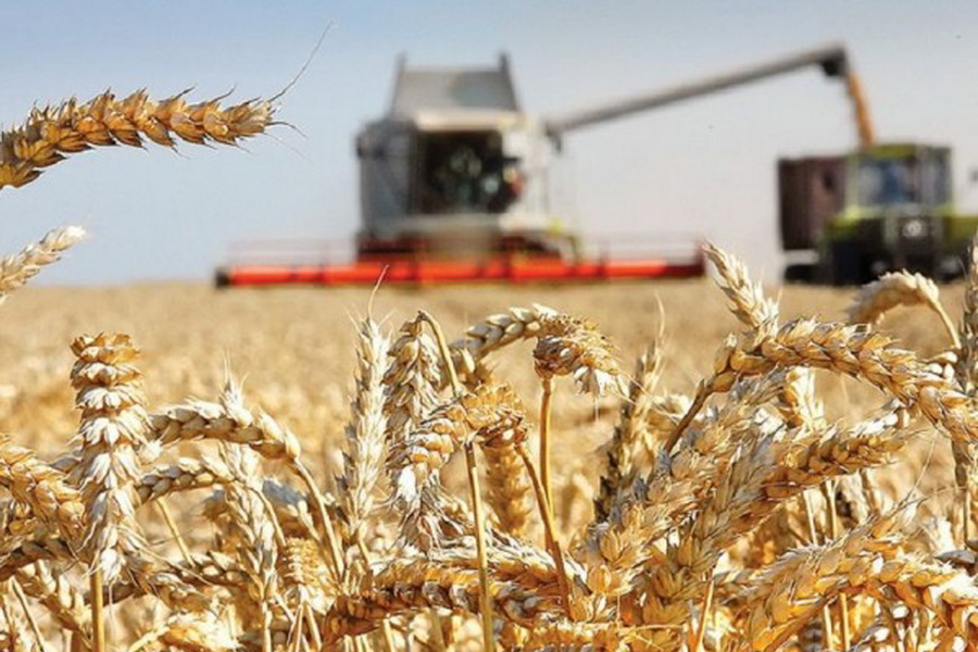 В Казахстане убрано 94% зерновых  