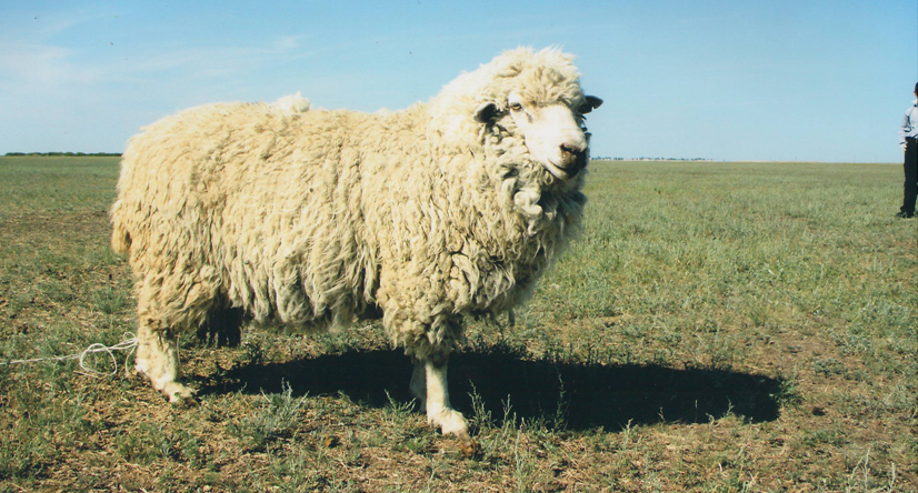 Купить алтайских овец. Алтайская тонкорунная порода овец. Горноалтайская порода овец. Алтайская порода овец овец. Акжаикская порода овец.